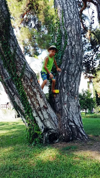 Ragazzo su un albero — Foto Stock
