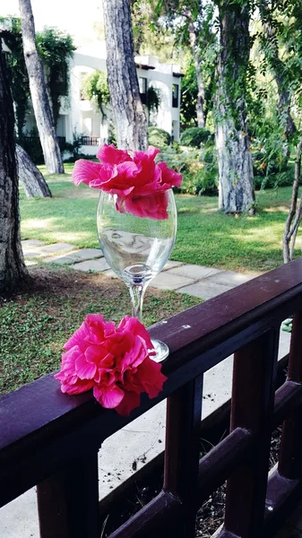 Flower in a glass — Stock Photo, Image