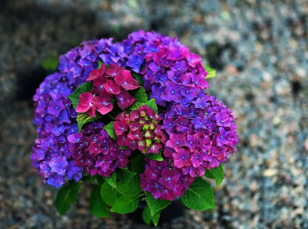 Hydrangea — Stok Foto