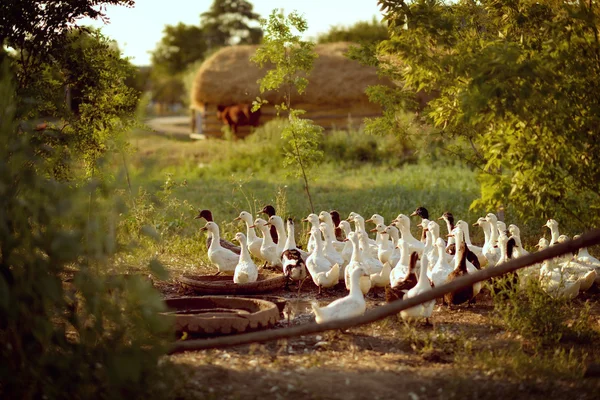 Domowych kaczek — Zdjęcie stockowe
