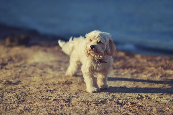 Zoute hond — Stockfoto