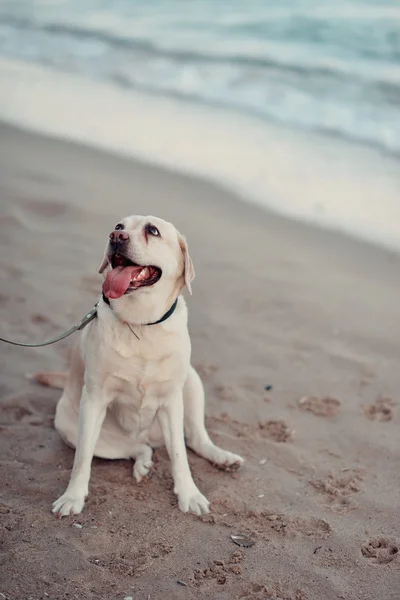 Labrador Hund und Meer — Stockfoto