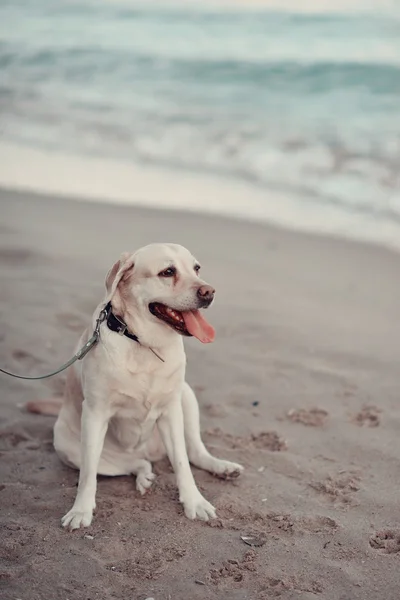 Labrador dog and sea — Stock Photo, Image