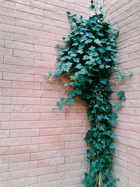 Ivy op de Muur — Stockfoto