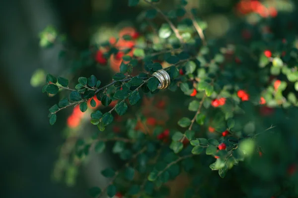 Wedding rings on the wild rose — Stock Photo, Image