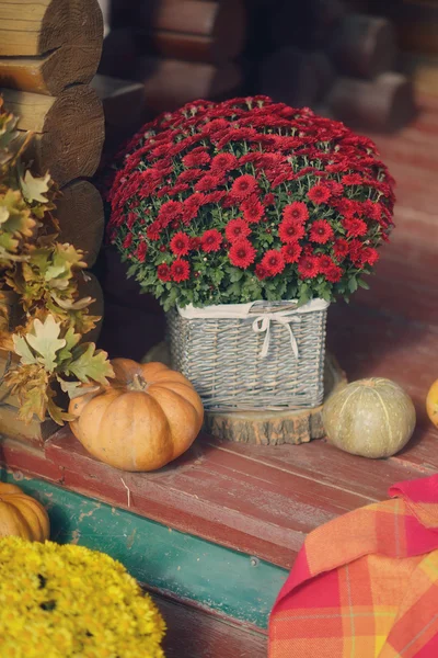 Flowers and pumpkin — Stock Photo, Image