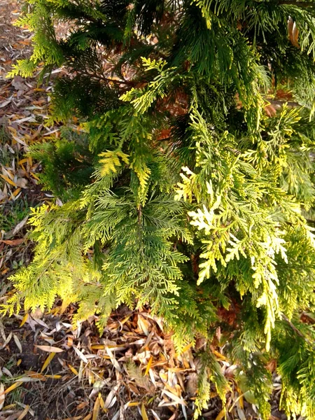 Arborvitae verde — Foto Stock