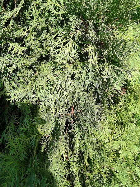 Arborvitae verde — Foto Stock