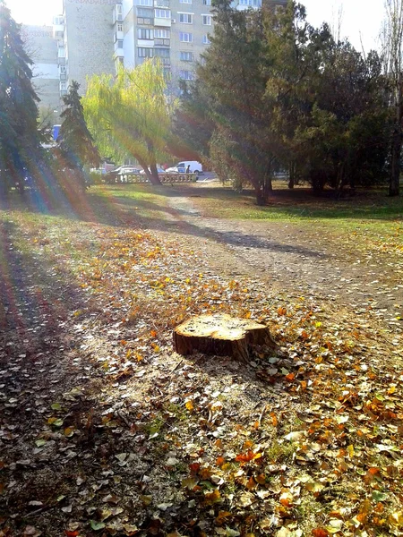 Arcobaleno nella foresta — Foto Stock