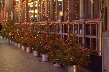 Noel ağacı ve ışıklar