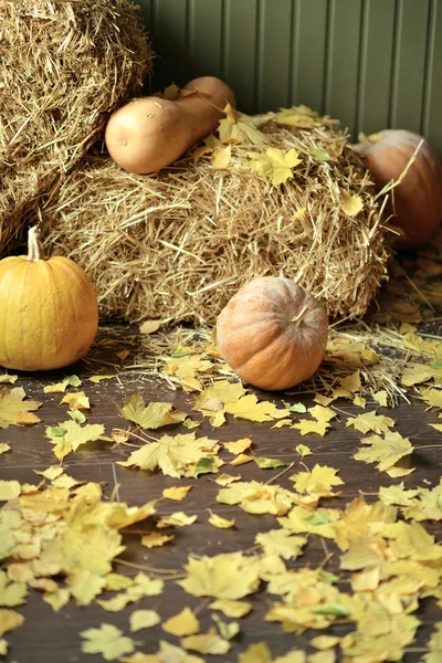 Pumpkin and yellow leaves — Stock Photo, Image