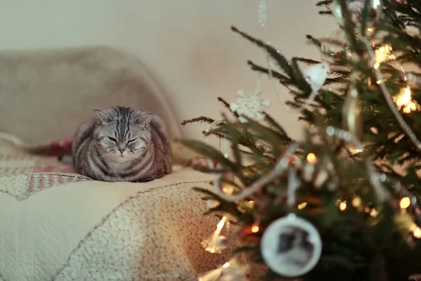 イギリスの猫とヘリンボーン — ストック写真