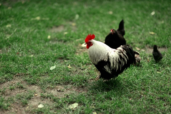 Cock on the green grass — Stock Photo, Image