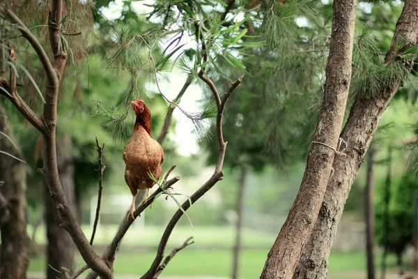 Chicken on a tree — Stock Photo, Image