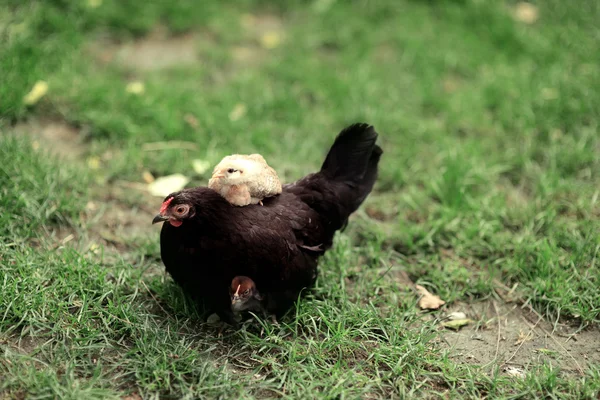 Gallina con polluelos —  Fotos de Stock