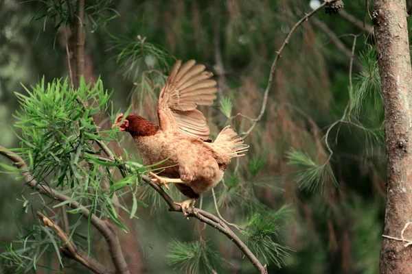 Csirke egy fa — Stock Fotó