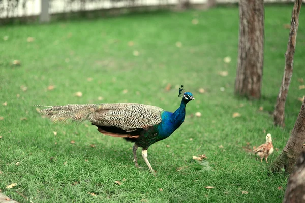 Peacock — Stock Photo, Image