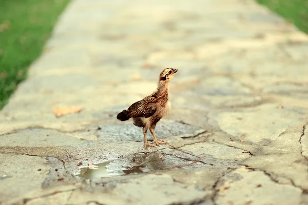 Chicken on the road — Stock Photo, Image