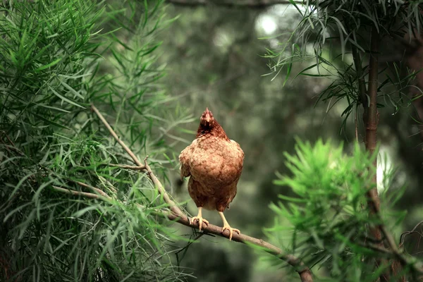 Chicken on a tree — Stock Photo, Image