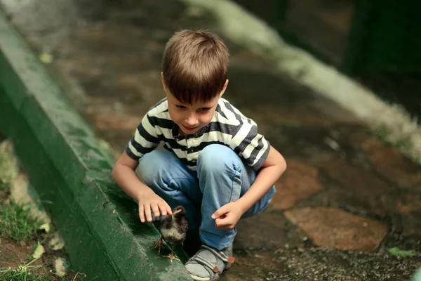 Menino brincando com galinhas — Fotografia de Stock