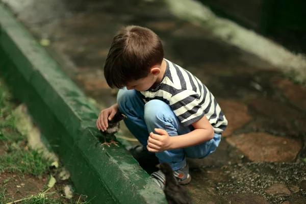 Menino brincando com galinhas — Fotografia de Stock