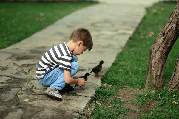 Chlapec hrát s kuřaty — Stock fotografie