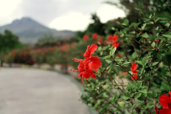 Chinese Rose — Stock Photo, Image