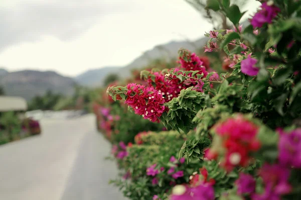 Chinese Rose — Stock Photo, Image