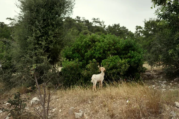 Bílá ovce — Stock fotografie