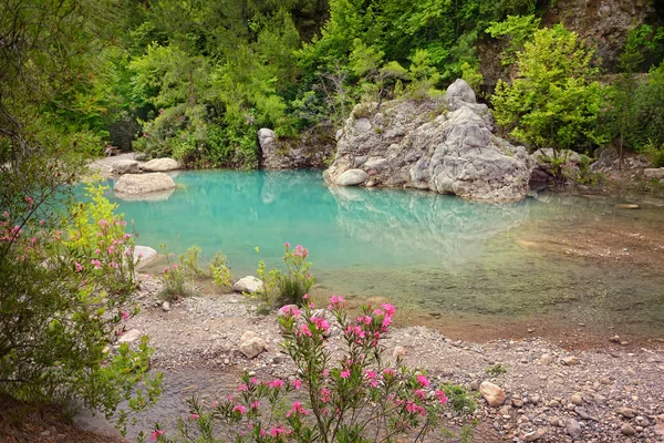 Çiçekli çalı — Stok fotoğraf