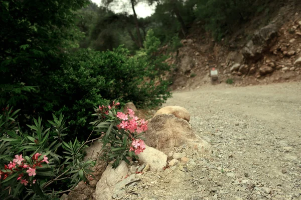 Bloeiende bush — Stockfoto