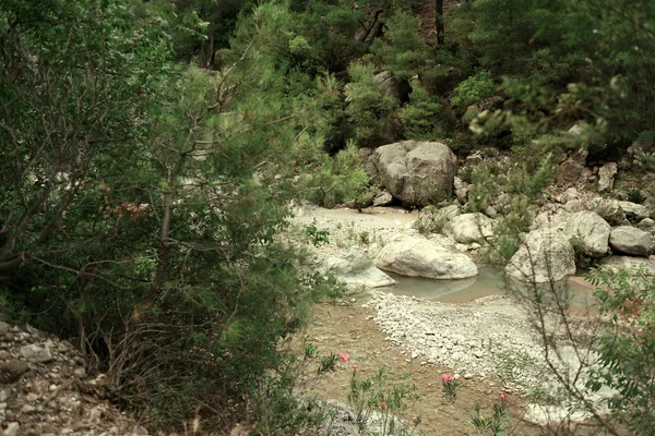 Orman Gölü — Stok fotoğraf