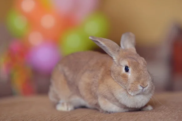 Red rabbit — Stock Photo, Image