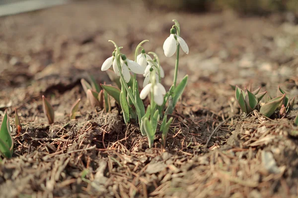 Snowdrops — Stock Photo, Image