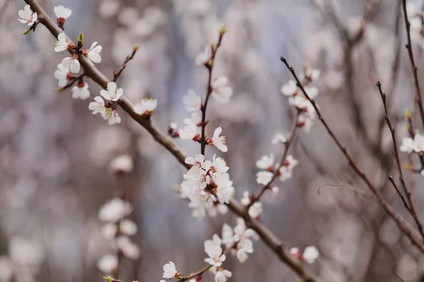 開花枝 — ストック写真