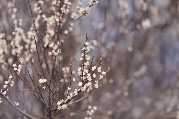 Blommande gren — Stockfoto