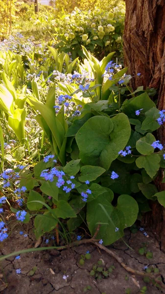 Forget-me-bush — Stok Foto