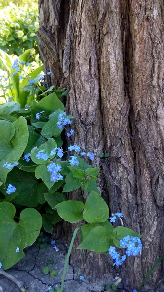 Forget-me-bush — Stok Foto