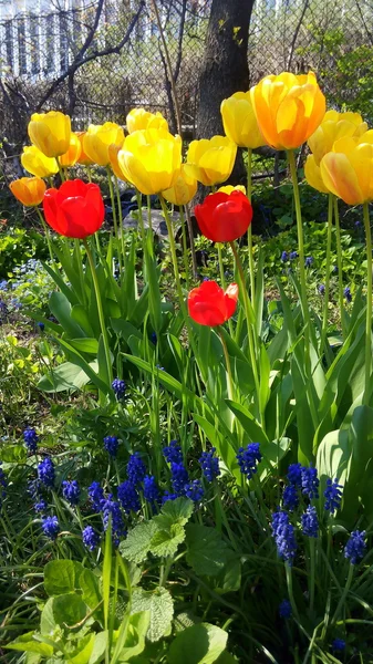 Tulipanes coloridos , — Foto de Stock