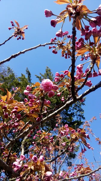 Ramo di fiori di ciliegio — Foto Stock