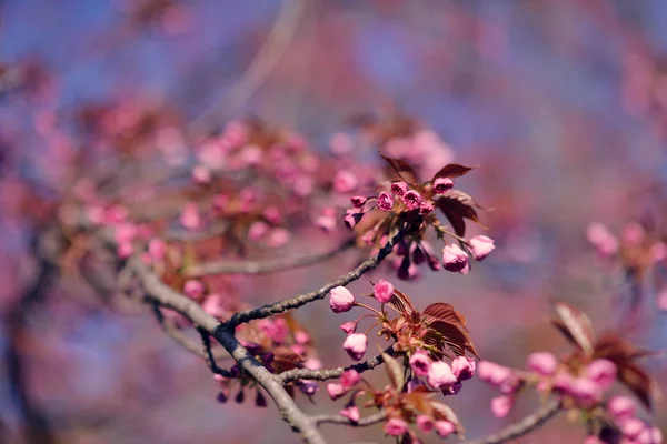 Ramo de flores de cereja — Fotografia de Stock