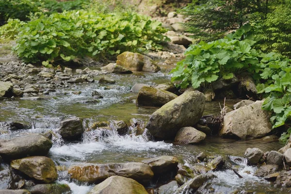 산악 강 — 스톡 사진