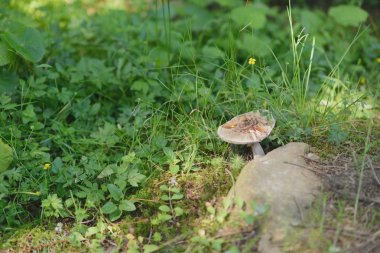 Otların arasında büyüyen mantar