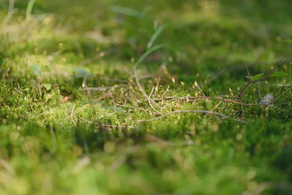 Erba verde su sfondo verde — Foto Stock