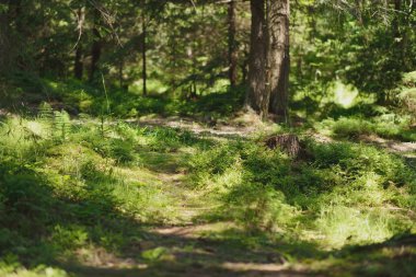 yeşil arka planda yeşil çimen