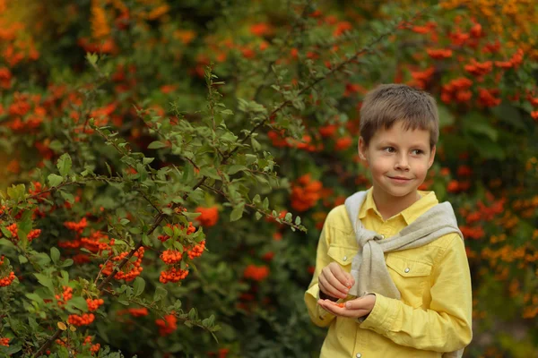 Liten pojke och rowan — Stockfoto