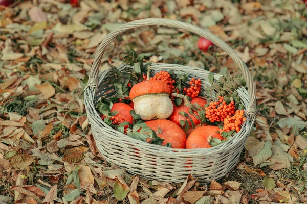 Panier avec citrouille — Photo