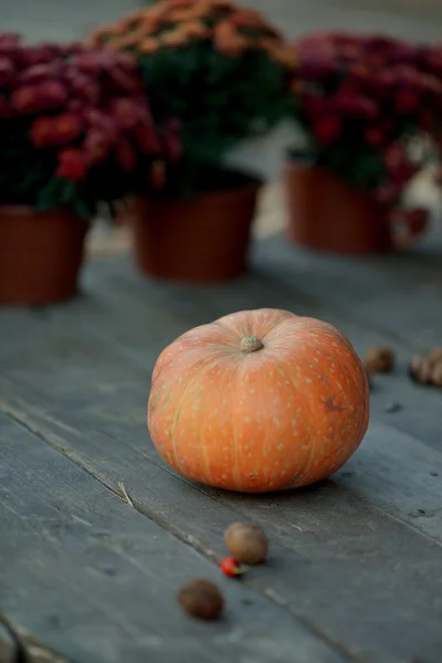 Pumpkins and flowers — Stock Photo, Image