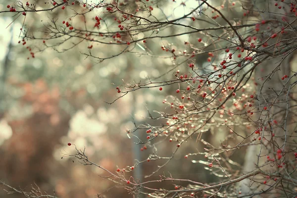 Kuşburnu dalları meyveleri ile — Stok fotoğraf
