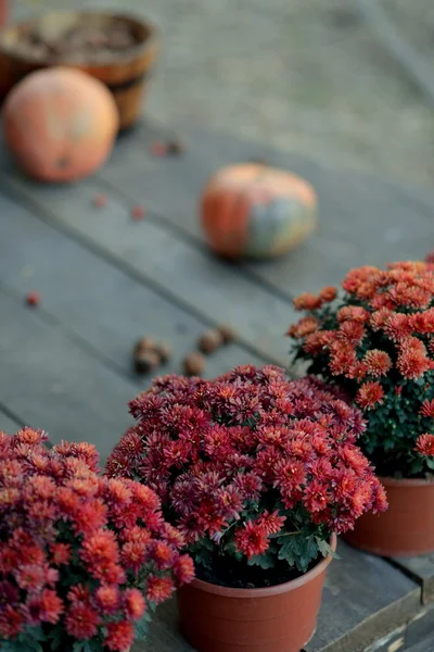 Rote Chrysanthemen in Töpfen — Stockfoto